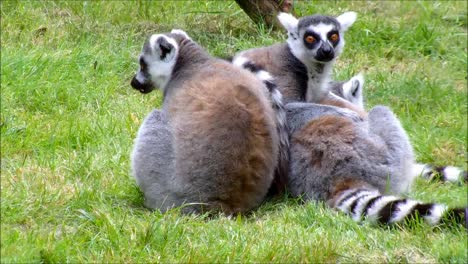 Ring-Tailed-Lemurs-Cleaning