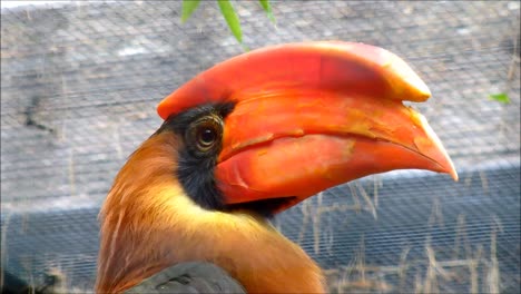 Rufous-Hornbill