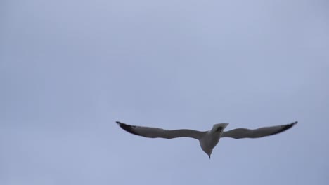 Seagull-Flying