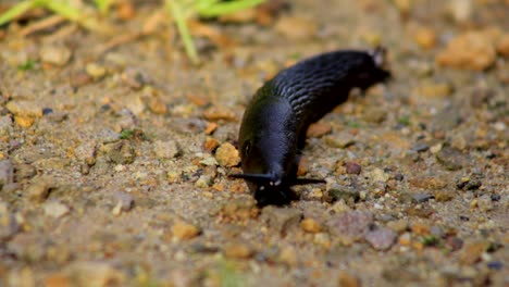 Slug-Crawling-in-Sand