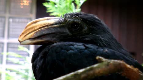 Sulawesi-Hornbill
