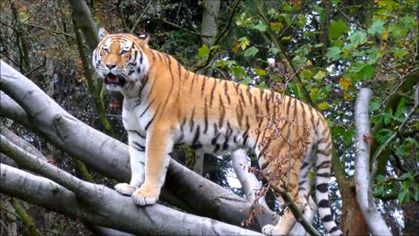 Sibirischer-Tiger
