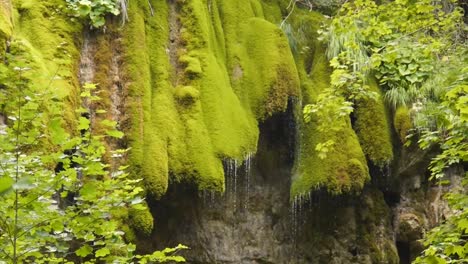 Wasserfall-Aus-Moos