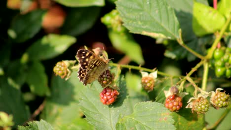Butterfly-and-Blackberries