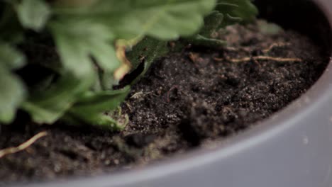 Gardening-Soil-Close-Up