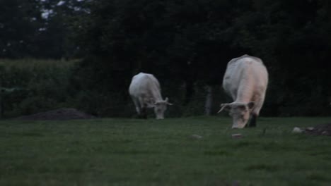 Kühe-Grasen-Auf-Der-Weide