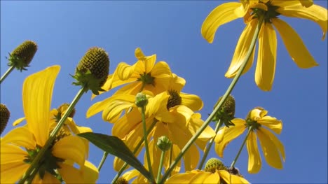 Flores-amarillas-y-cielo-azul