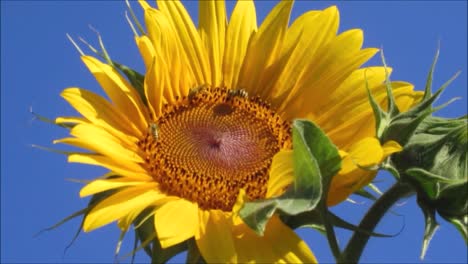Sonnenblume-Mit-Bienen-1