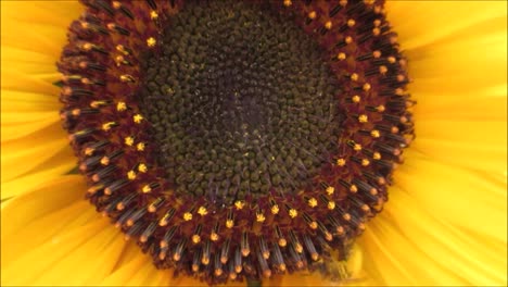 Sunflower-With-Bees-2