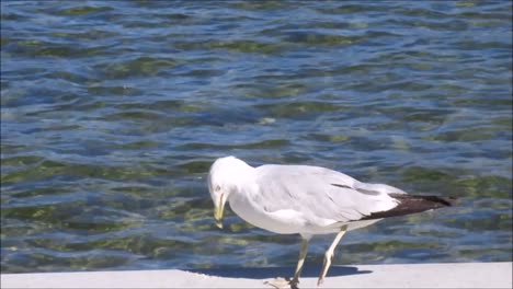 Gull-Eating-by-Lake