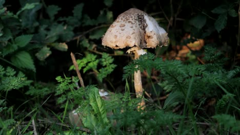 Huge-Mushroom-in-Forest