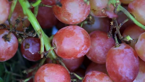 Red-Grapes-Macro