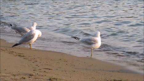 Seagulls-on-Beach