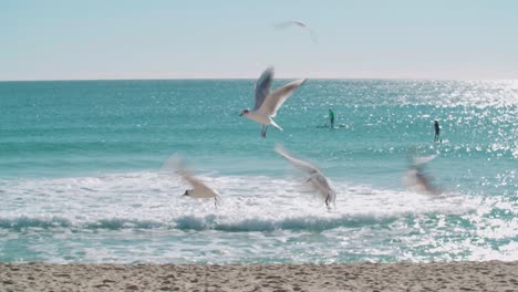 Seagulls-on-the-Beach
