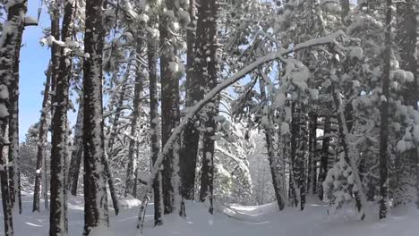 Verschneiter-Weg-In-Den-Bäumen