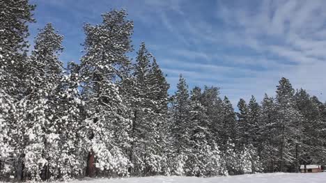Snowy-Tree-Line-with-Cabin