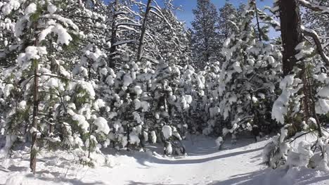 Snowy-Trees