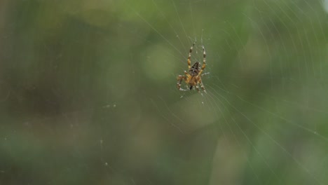 Spinne,-Die-Käfer-Frisst-Und-Defensiv-Aussieht