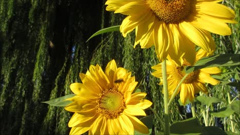 Sonnenblumen-Und-Bienen