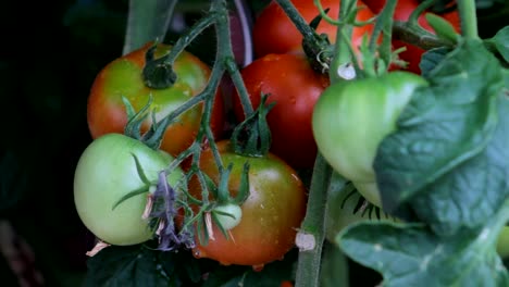 Planta-de-tomate