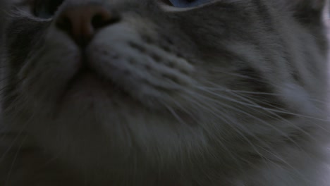 Closeup-of-Cat-UHD