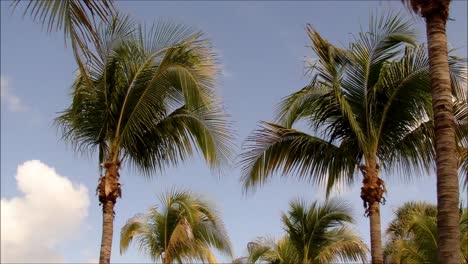 Florida-Palms