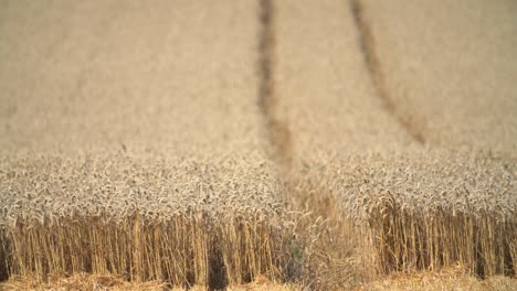 Wheat-Field-During-Harvest