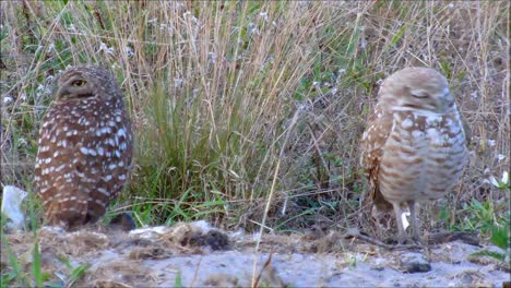 Pair-of-Burrowing-Owls