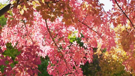 Autumn-Leaves-3