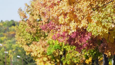Autumn-Leaves-4