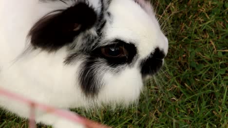 Black-White-Rabbit-on-Grass