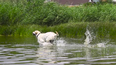 Hund-Rennt-In-Zeitlupe-Ins-Wasser