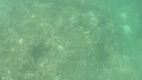 Snorkelling-in-Oahu-03