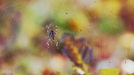Spinne-Und-Netz