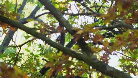 Woodpecker-in-Tree