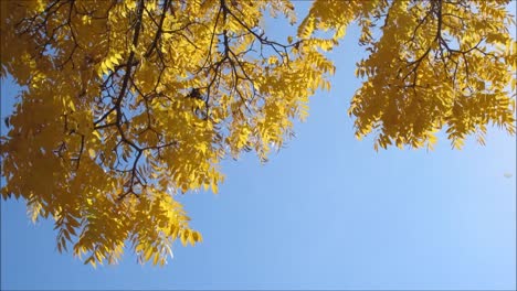 Yellow-Tree-Leaves