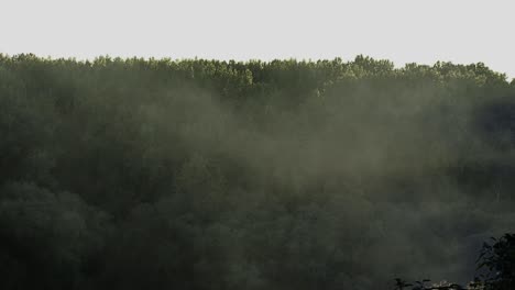 Dense-Fog-Covered-Forest-2