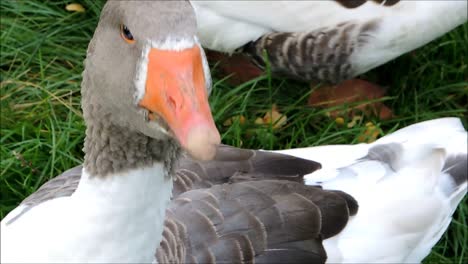 Goose-Close-Up