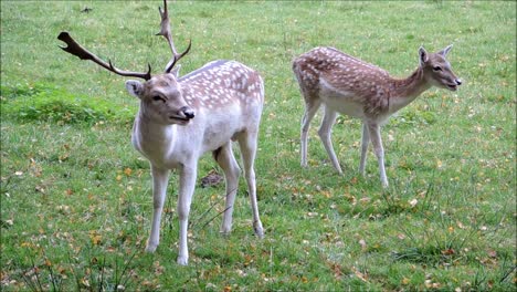 Pair-of-Fallow-Deers