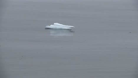 Melting-Sea-Ice-1