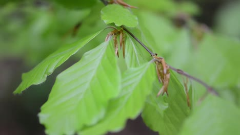 Birch-Leaves-Close-up