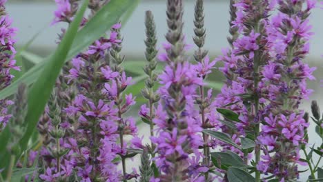 Marsh-Purple-Flowers-Background
