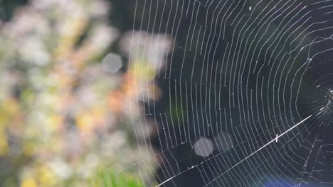 Spinnennetz-Nahaufnahme