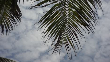 Palm-Tree-in-the-Wind