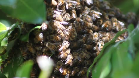 Swarming-Bees
