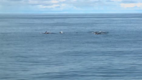 Vaina-de-orcas-2