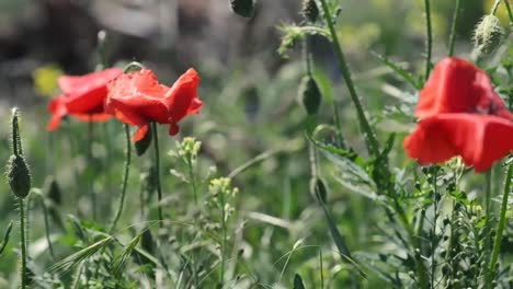Flores-de-amapola-rojas-en-un-campo