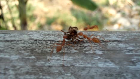 Ants-carrying-dead-spider