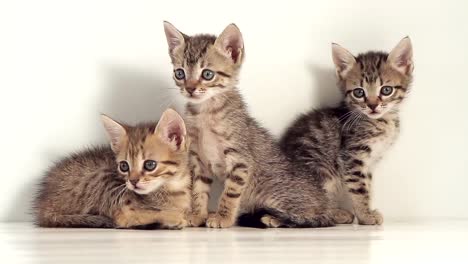 Kittens-Against-White-Background-
