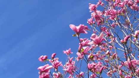 Flower-Tree-In-The-Sun